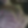 [OnlyFans.com] AthenaBlaze - SiteRip/Gifs